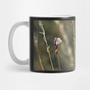 Brown Argus butterfly Mug